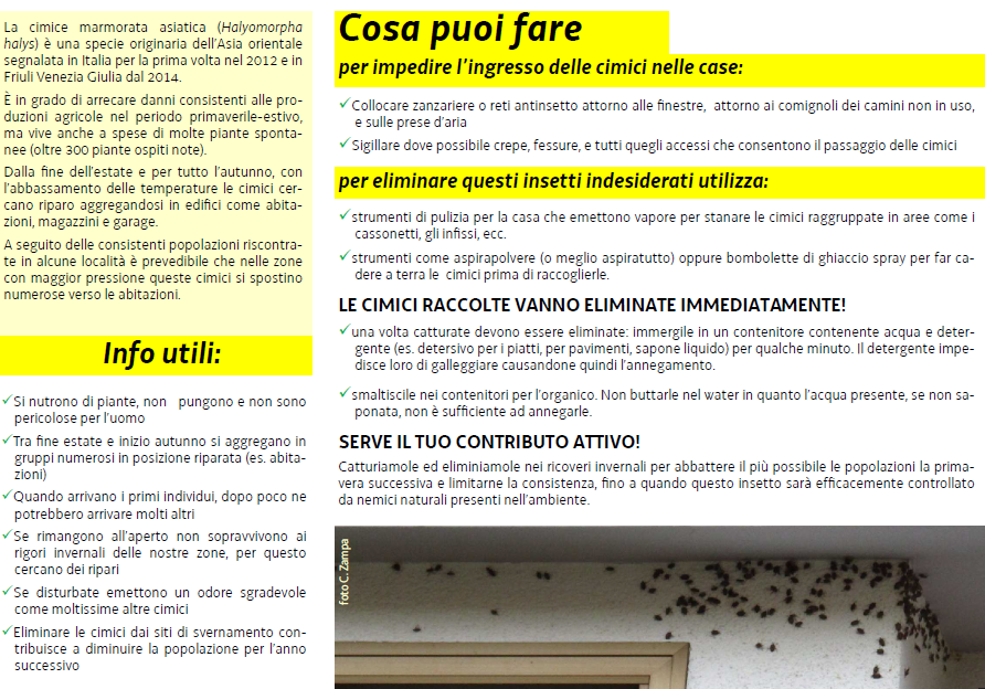 cimice asiatica 2018