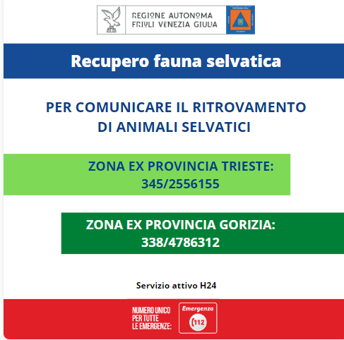 fauna selvatica incendi