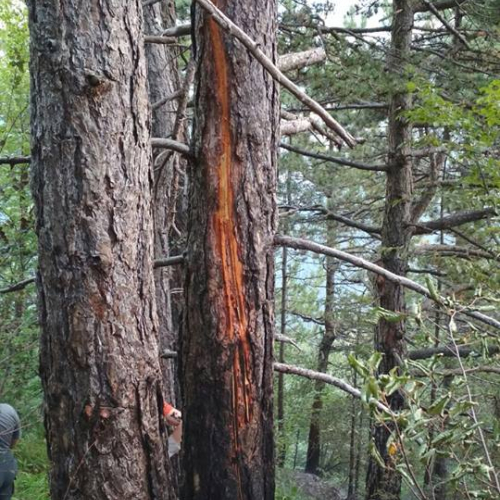 chiusaforte luglio 2018 incendio 