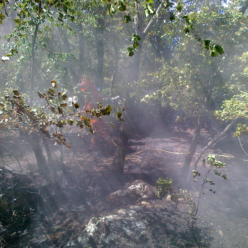 Incendio boschivo Trieste n. 14 / 84777