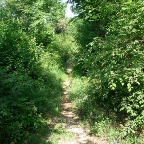 attivit‡ ripristino di una pista forestale n. 1 / 53619