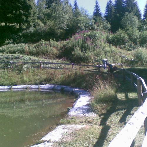 Pulizia della vasca n. 2 / 54898