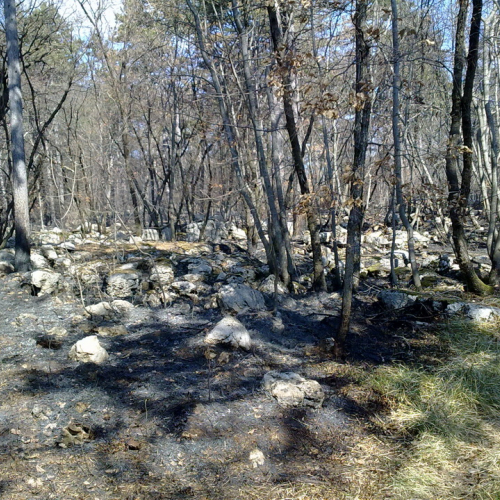 Incendio boschivo Monrupino n. 3 / 77124
