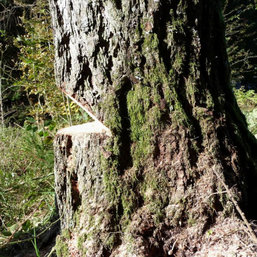 Corso motosega 10/10/10 n. 8 / 56974