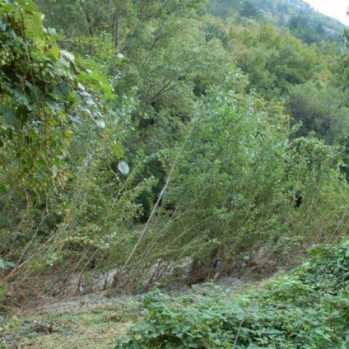 Lavori Torrente Rosandra n. 6 / 56693