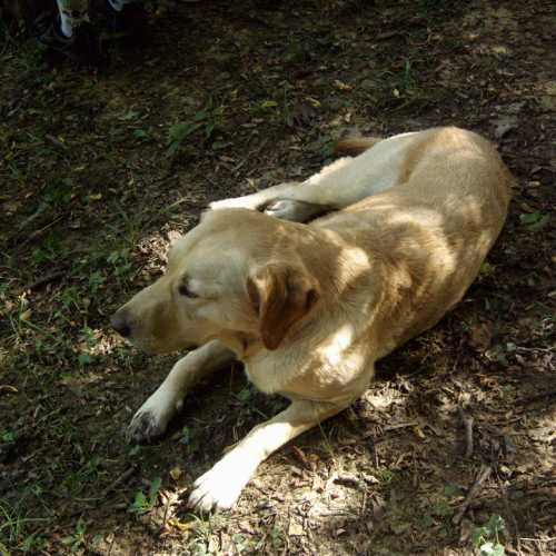 centro Estivo n. 8 / 27801