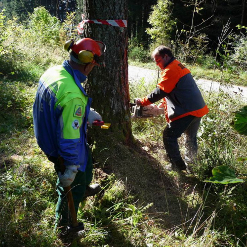 Corso motosega 10/10/10 n. 9 / 56975