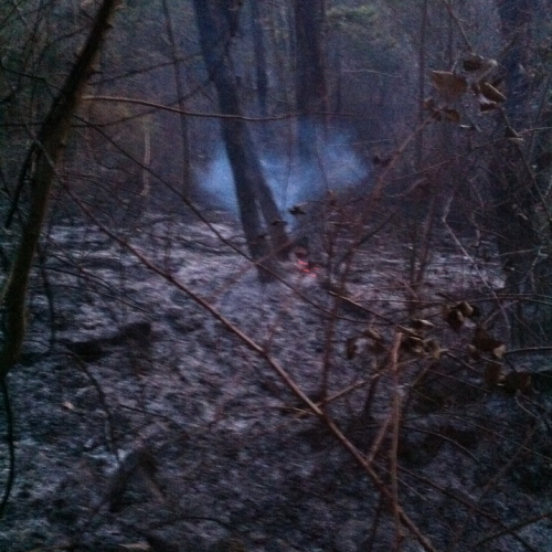 Incendio boschivo Ternova Alta n. 19 / 77409
