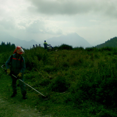 Intervento malga Dauda (Zuglio) n. 11 / 110730