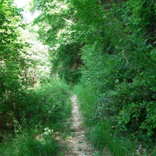 attivit‡ ripristino di una pista forestale n. 9 / 53627