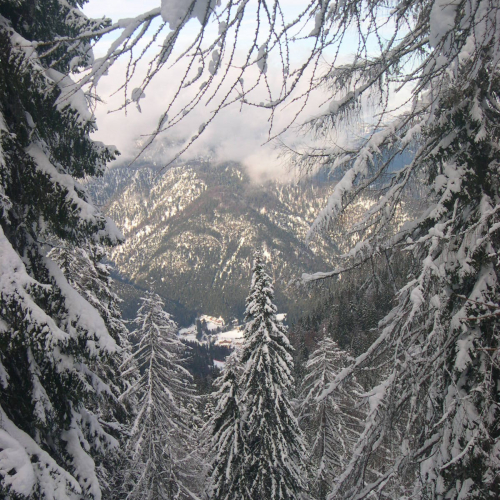 Panorama boschi / 16577