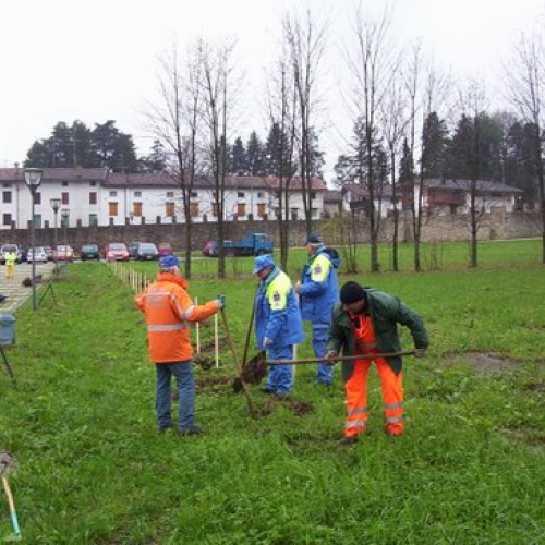 Festa degli alberi n. 3 / 59135