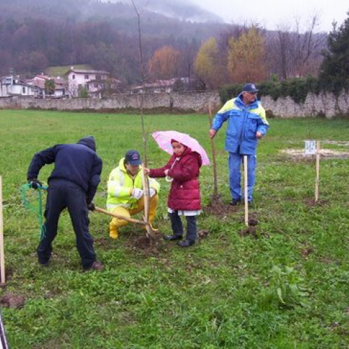 Festa degli alberi n. 10 / 59142