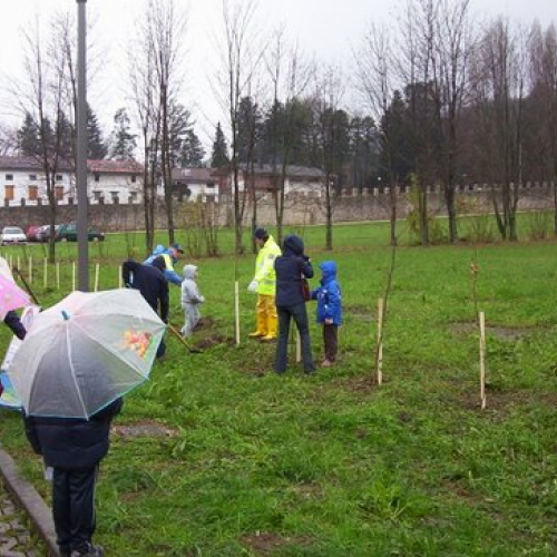 Festa degli alberi n. 13 / 59145