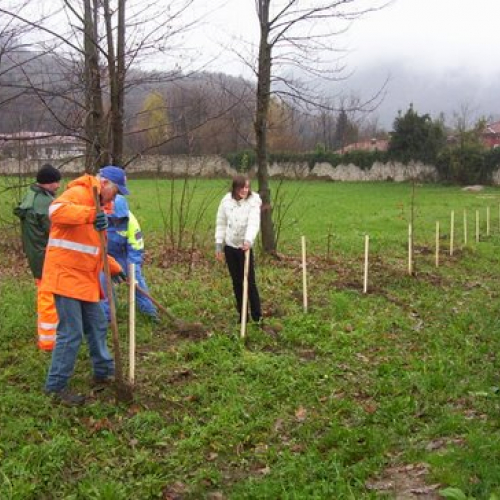 Festa degli alberi n. 16 / 59148