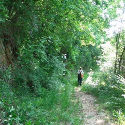 attivit‡ ripristino di una pista forestale n. 10 / 53628