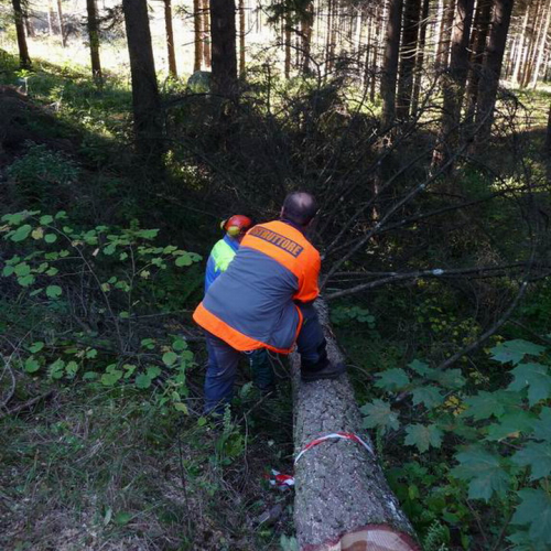 Corso motosega 10/10/10 n. 12 / 56978