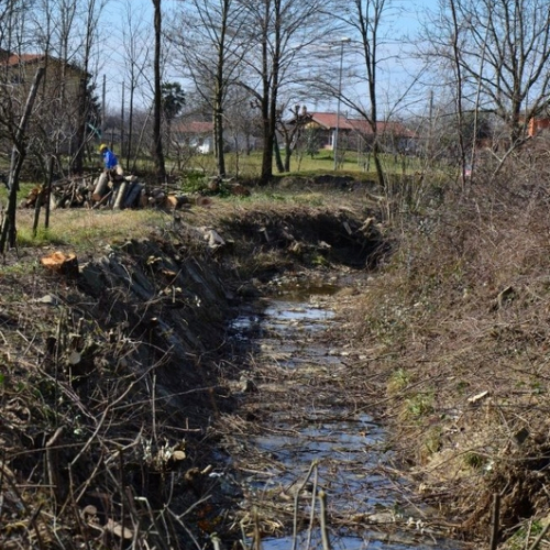 Pulizia alberi foto n.6 / 113335