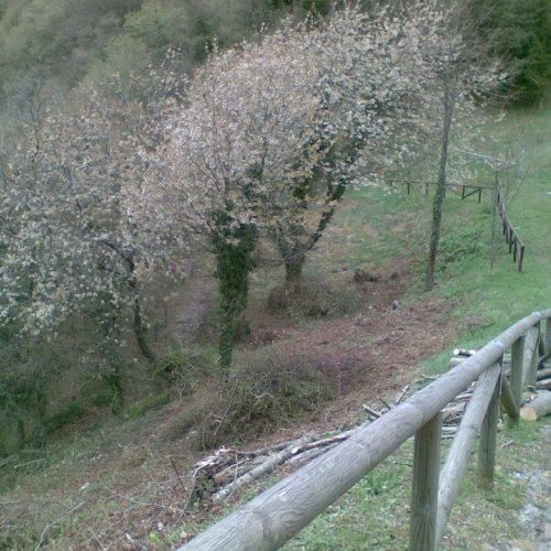 Attivit‡ di pulizia pieve di San Pietro n. 26 / 79792