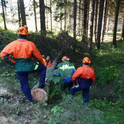 Corso motosega 10/10/10 n. 14 / 56980