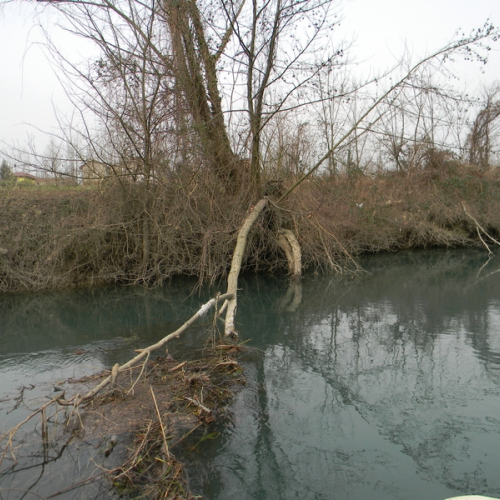 Pasian di Pordenone foto n.6 / 112979
