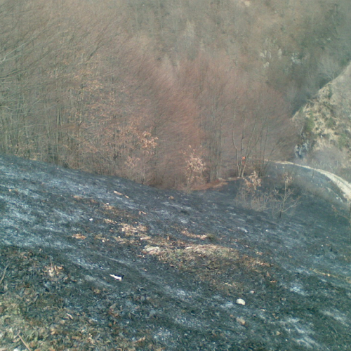Incendio boschivo in comune di Lauco n. 2 / 77700