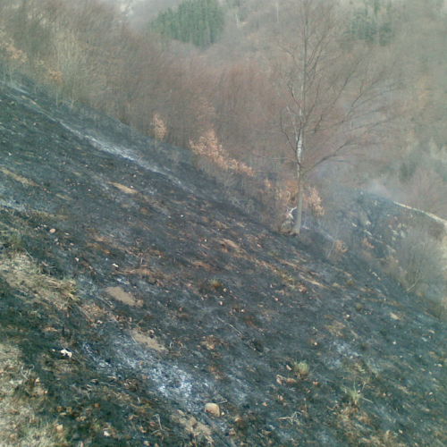 Incendio boschivo in comune di Lauco n. 3 / 77701