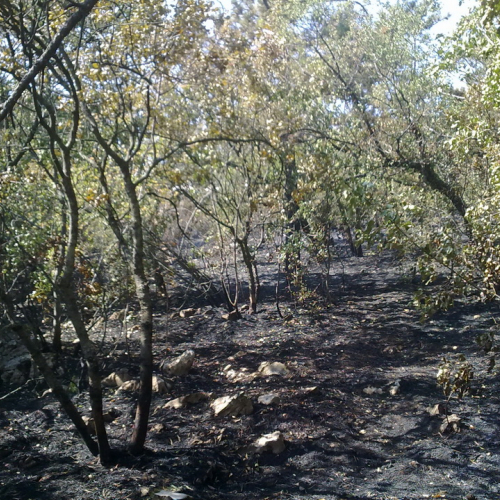 Incendio boschivo Visogliano n. 3 / 85312