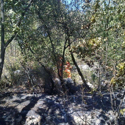 Incendio boschivo Visogliano n. 4 / 85313