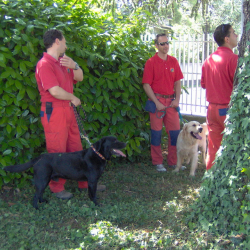 Evacuazione scuola n. 9 / 41226