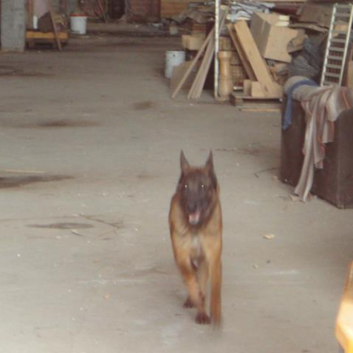 Esercitazione DOG FRIEND 2013" n. 3""sercitazione "DOG FRI""ercitaz" / 94740