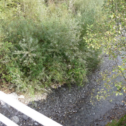 Attivit‡ prevenzione del 10/11 n. 1 / 88038