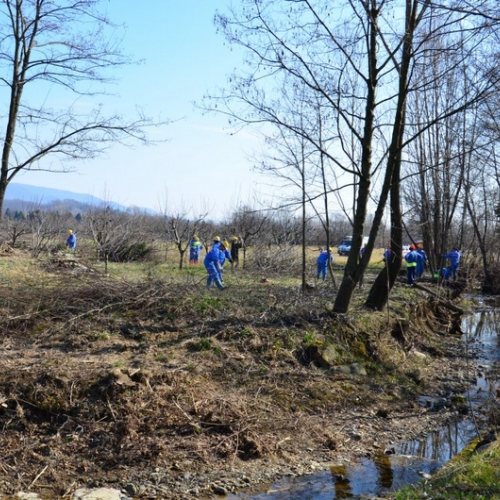 Pulizia alberi foto n.1 / 113330