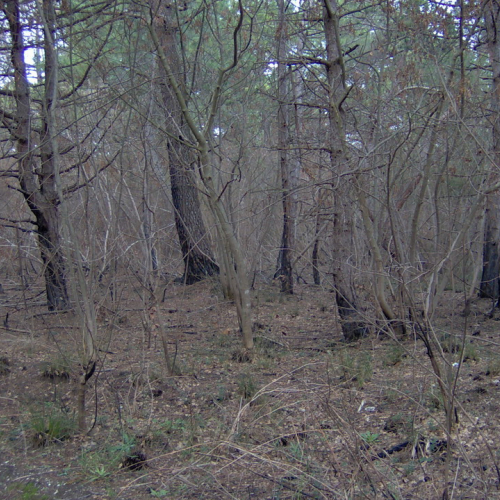 foto pineta 02 / 8875