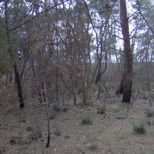 foto pineta 03 / 8876