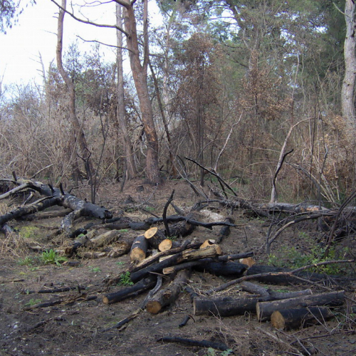 foto pineta 04 / 8877