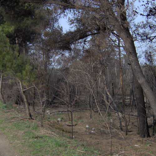 foto pineta 06 / 8879