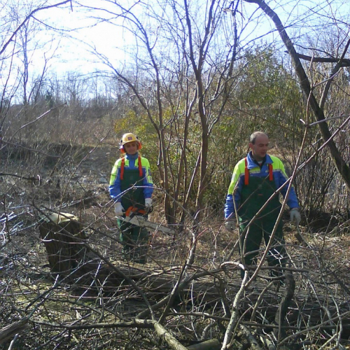 Attivit‡ pulizia Cormor n. 1 / 35449