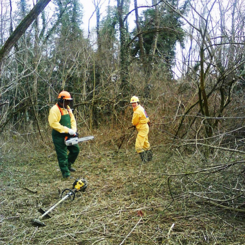 Attivit‡ pulizia Cormor n. 8 / 35456