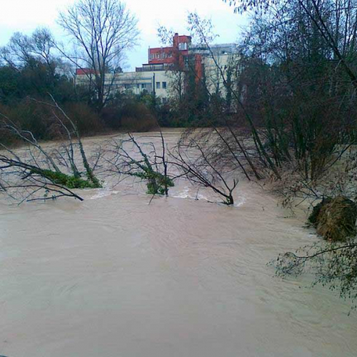 Albero nel Livenza n. 1 / 59934