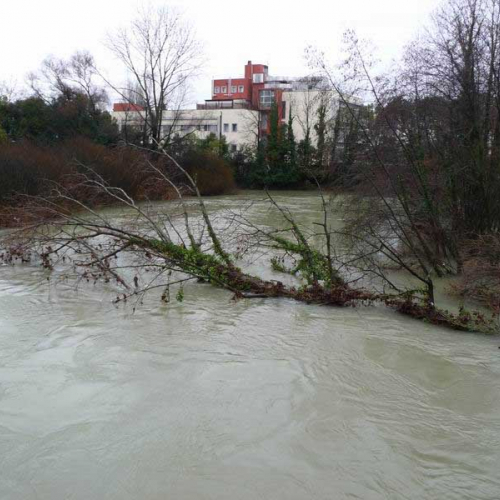 Albero nel Livenza n. 2 / 59935