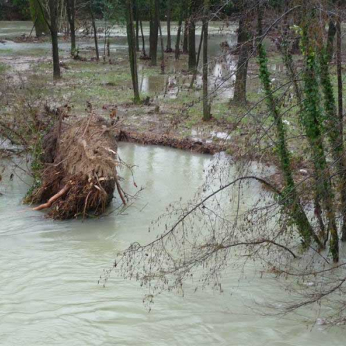 Albero nel Livenza n. 3 / 59936