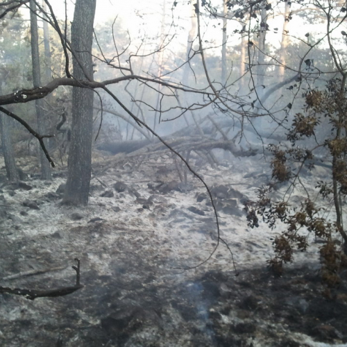 Incendio boschivo a Visogliano n. 5 / 70441