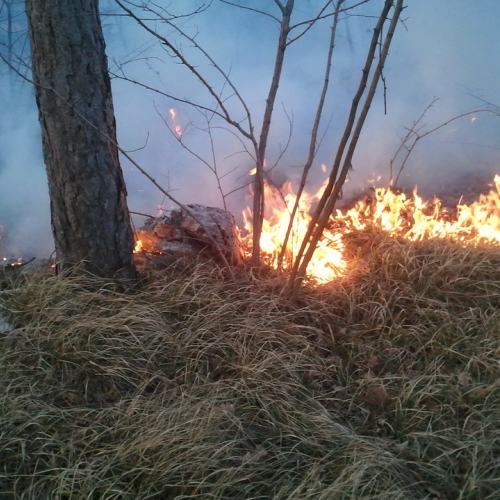 Incendio boschivo a Fernetti n. A 4 / 76937