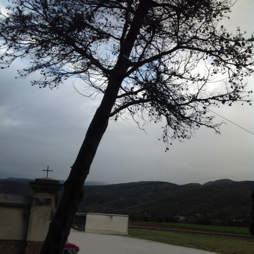 Abbattimento albero pericolante Cimitero Purgessimo n. 6 / 87366