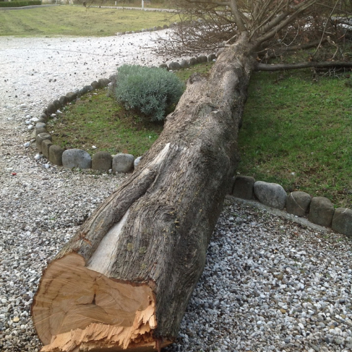 Abbattimento albero pericolante Cimitero Purgessimo n. 7 / 87367
