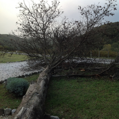 Abbattimento albero pericolante Cimitero Purgessimo n. 8 / 87368