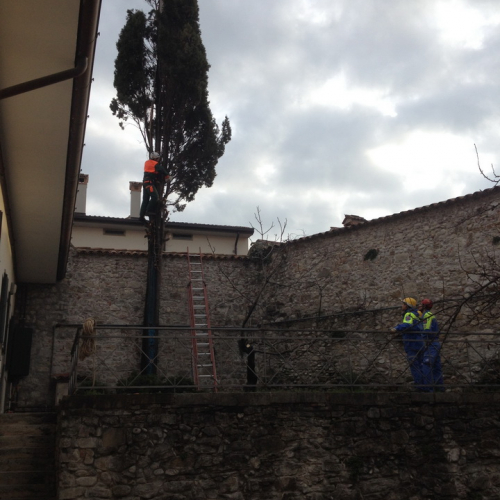 Intervento taglio albero n. 2 / 102388