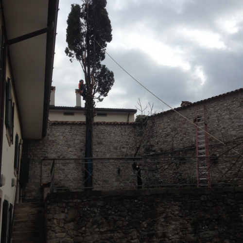 Intervento taglio albero n. 3 / 102389