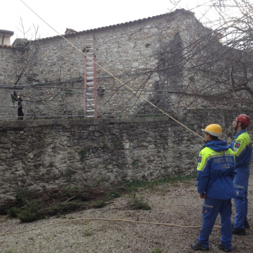 Intervento taglio albero n. 4 / 102390